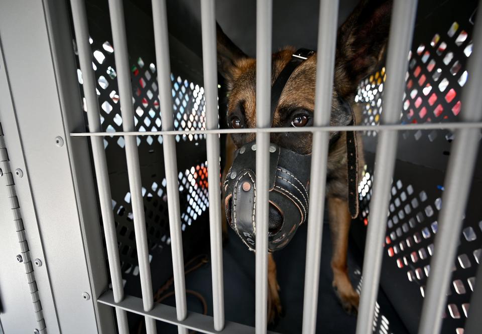 K-9 police dog Bosco looks out from a cage inside a UMass LifeFlight as part of a helicopter landing and K-9 air medical transport training exercise at Massachusetts State Police headquarters.