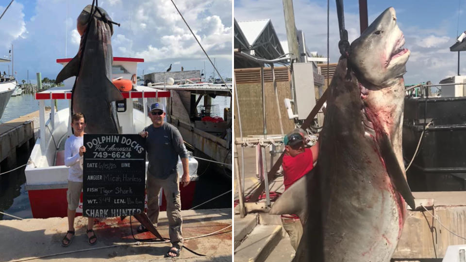 Micah Harless, 13, with his father and their 3.5 metre tiger shark catch 