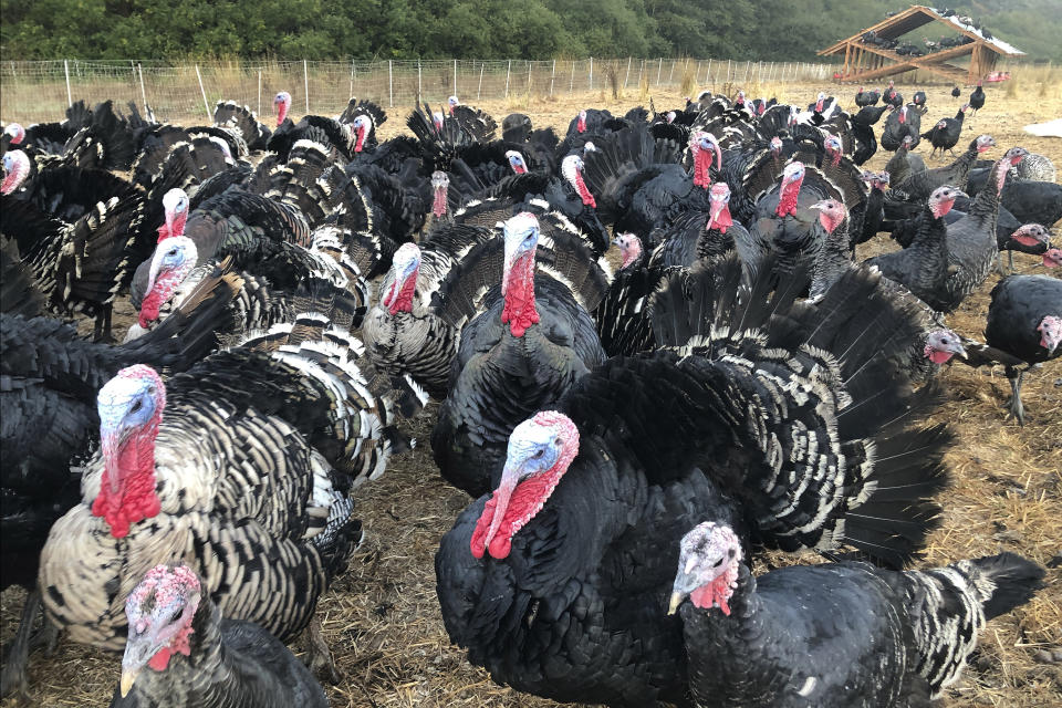 Turkeys are shown in a pen at Root Down Farm in Pescadero, Calif., Wednesday, Oct. 21, 2020. Many turkey farmers are worried their biggest birds won't end up on Thanksgiving tables. Due to the ongoing coronavirus pandemic and restrictions on large gatherings, the traditional Thanksgiving feast is being downsized. Fewer people at Thanksgiving tables means many families will buy smaller turkeys, or none at all. (AP Photo/Haven Daley)