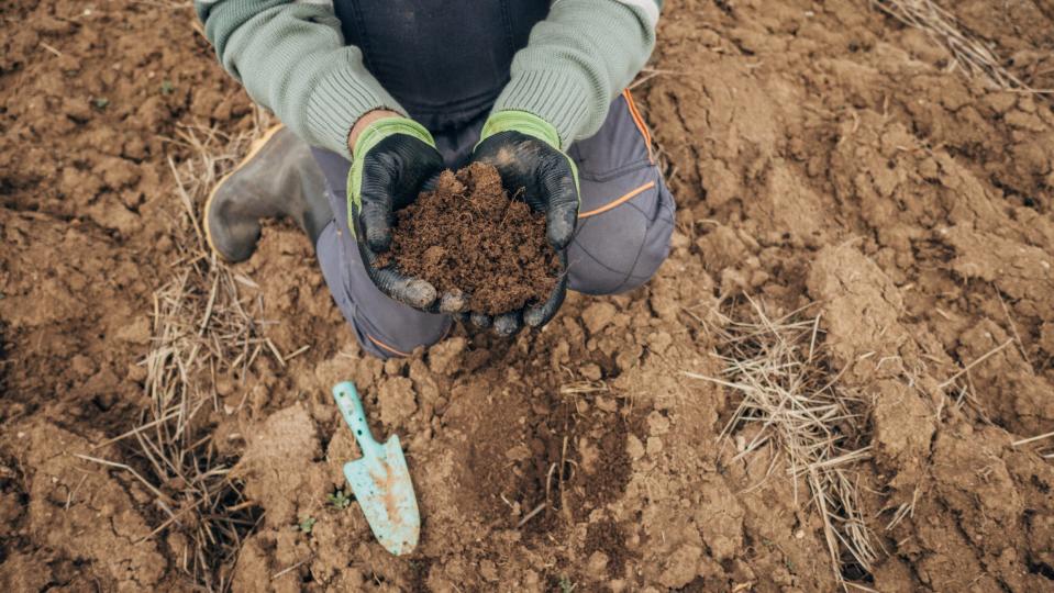 A person holding soil they just dug up from the ground with a hand shovel that's sitting next to them.