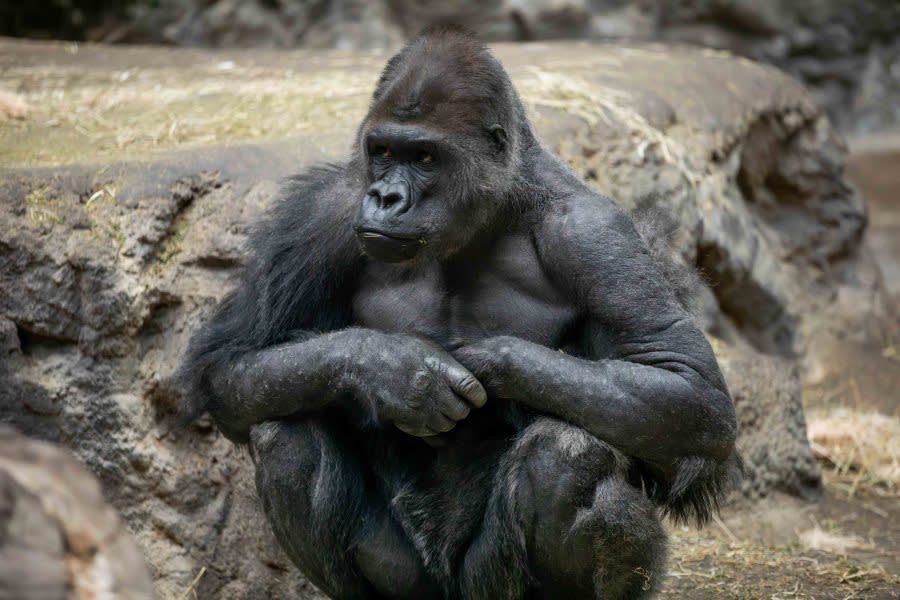 Koga (Photo: Buffalo Zoo)