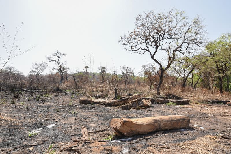 Scattered rosewood logs are seen on scorched earth at an area harvested for timber in the Outamba-Kilimi national park