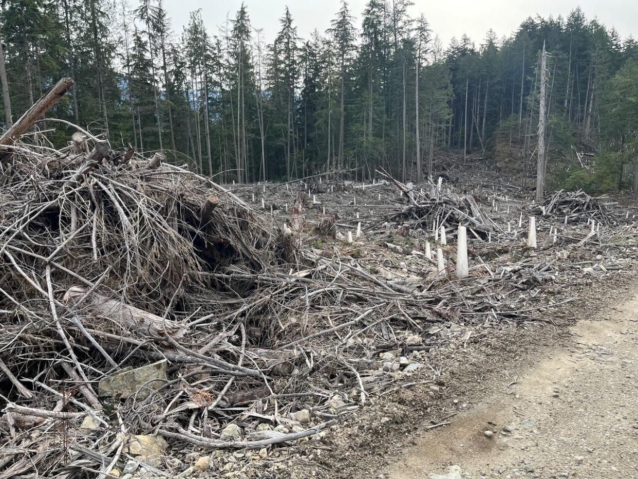 Residents near Egmont, B.C., are concerned about the wildfire risk posed by approximately 200 slash piles sitting in clearcuts around North and Klein lakes. (submitted by Marcia Thomson - image credit)
