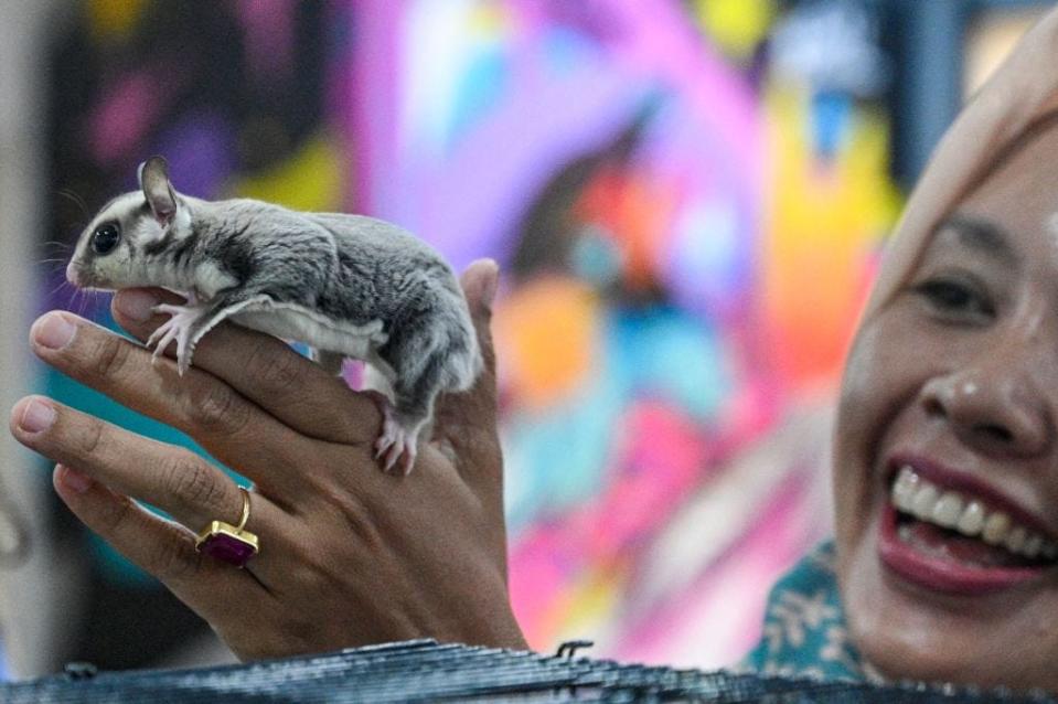 A woman smiles as she holds a small marsupial on her hand.