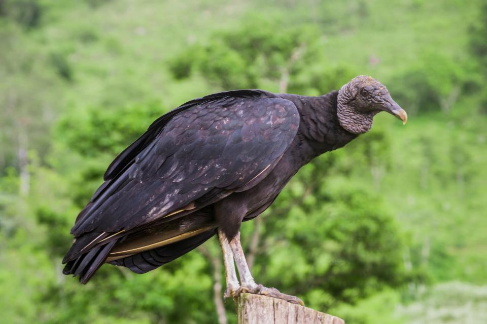 Black Vulture