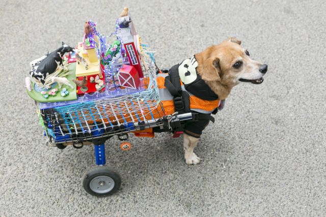 The 7 Most Adorable and Hilarious Dog Halloween Costumes You'll Ever See -  HelloGigglesHelloGiggles