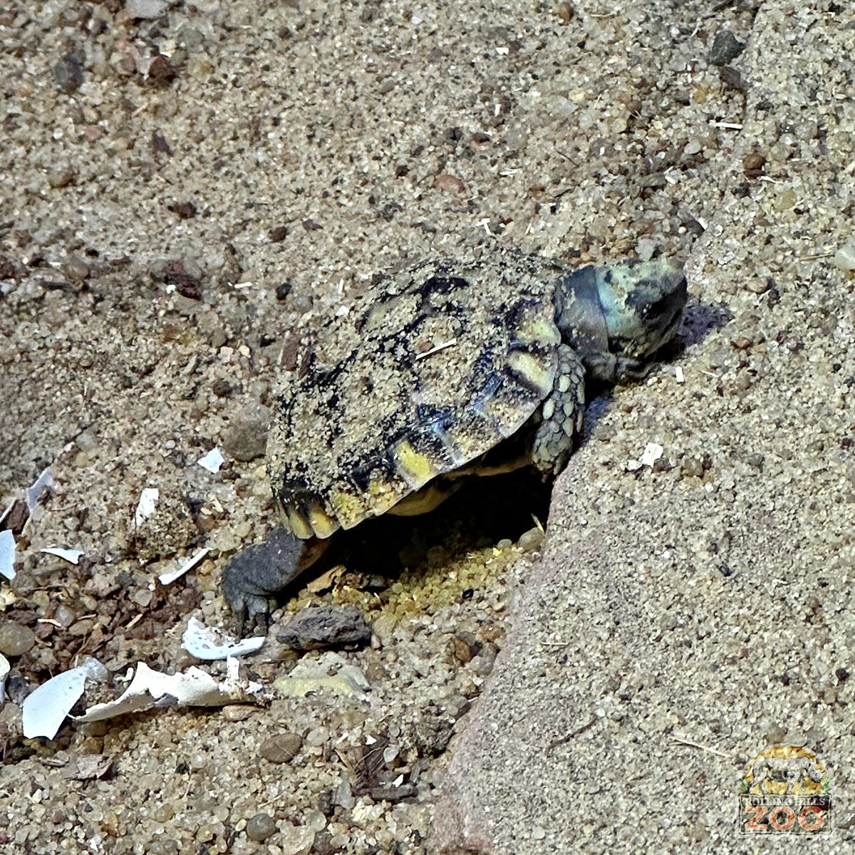 An African pancake tortoise emerges from the sand immediately after hatching. This tortoise was welcomed at Rolling Hills Zoo recently.