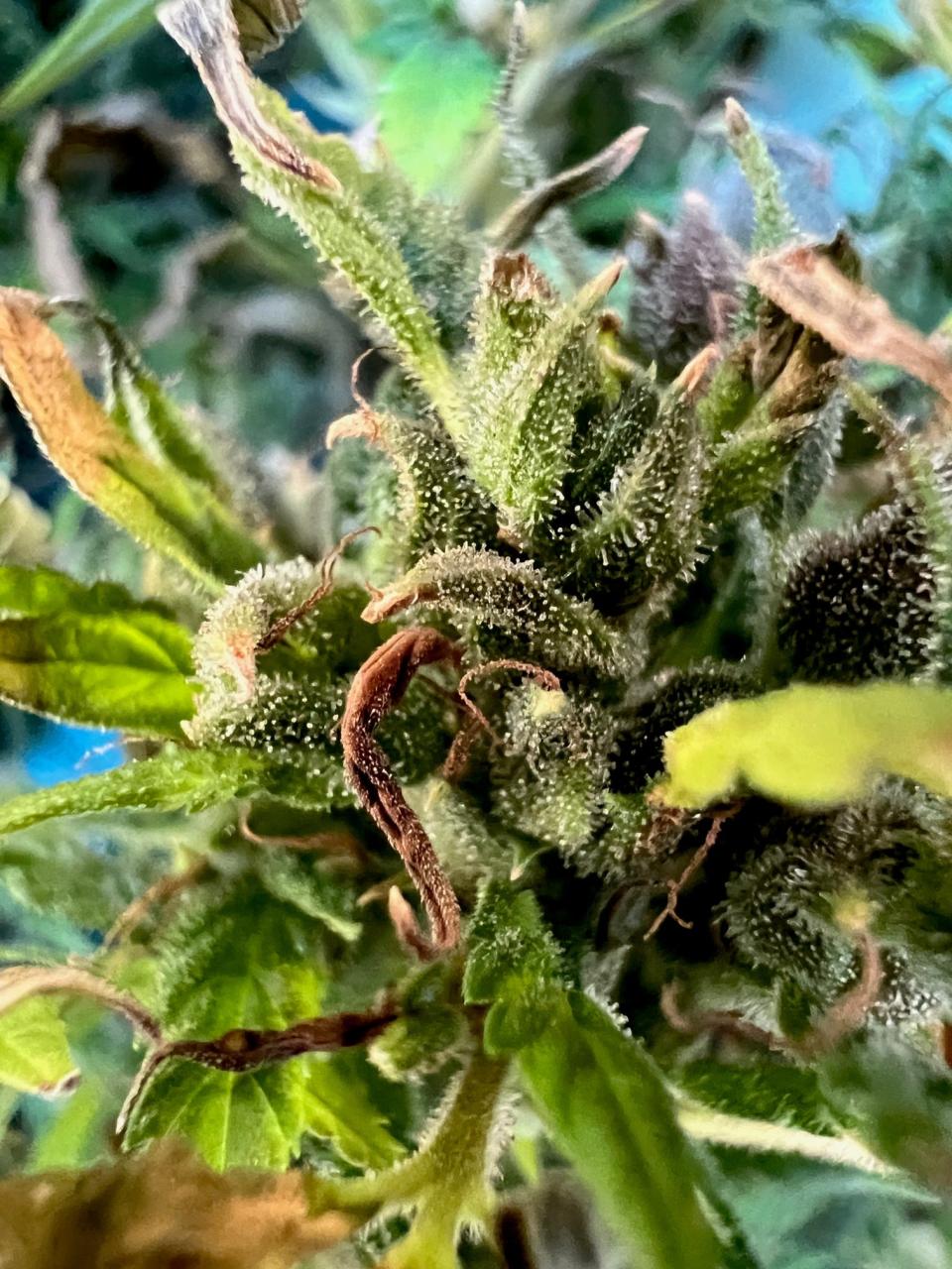 A close-up photo of a Sativa marijuana plant grown by Cecil Cornish. Cornish planted his first marijuana plants in February 2022 and harvested about four ounces in October 2022.
