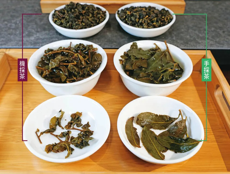 相較機採茶，手採茶為一整球、粒粒分明，而沖泡後，機採茶茶葉破碎，手採茶則較完整