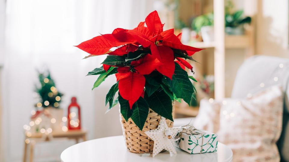 beautiful poinsettia in wicker pot, gifts and space for text on blurred holiday decoration background traditional christmas star flower