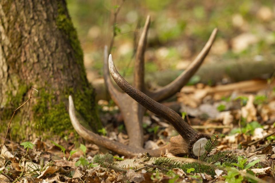 Yes, you can pack antlers in your carry-on bag.