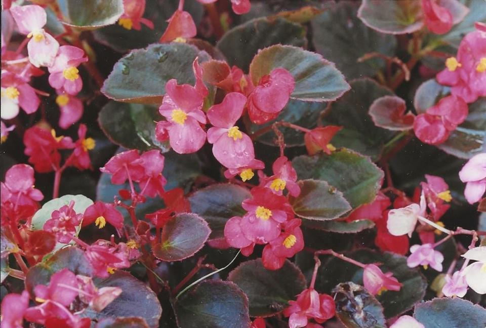 Wax begonias are short-lived perennials often used as annuals in Central Florida.