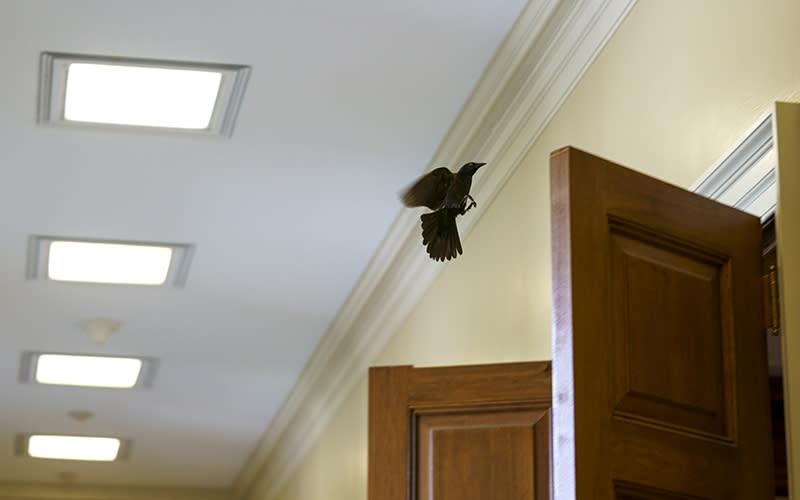 A bird is seen flying near an open door of the Mansfield Room