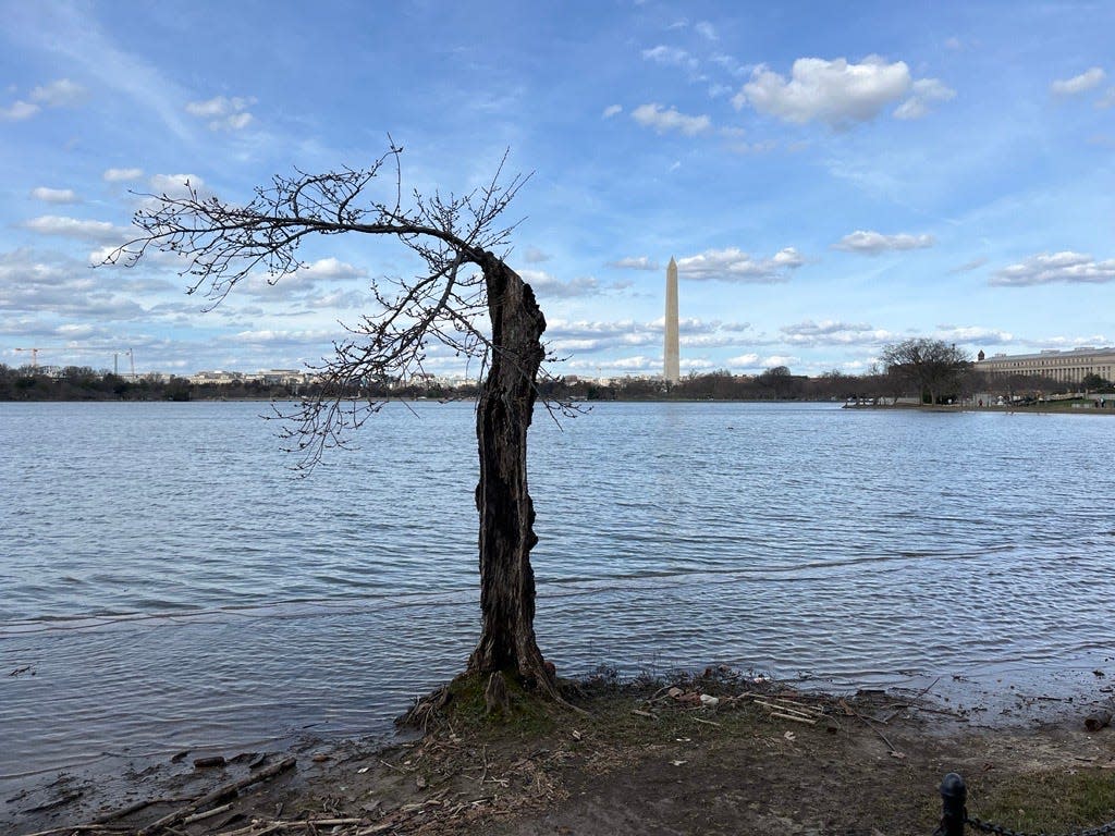 Stumpy sits on the banks of the Tidal Basin around the corner from the Jefferson Memorial.