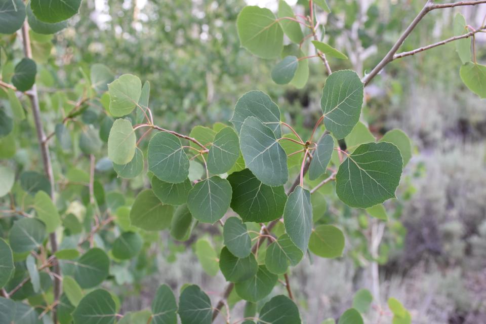 Close up photo of green., heart-shaped leaves from a tree in the Pando forest.