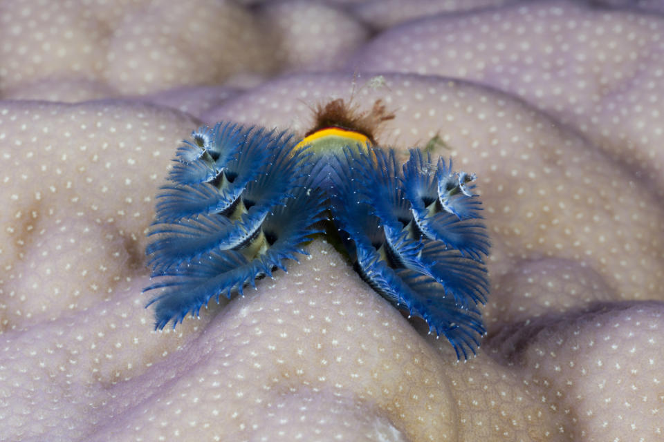 Blue Christmas Tree Worm at Namena Marine Reserve, Fiji.