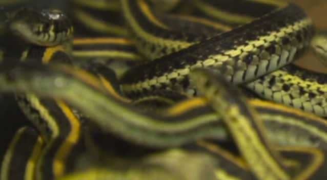 The garden snakes were collected in pillow cases. Photo: Supplied