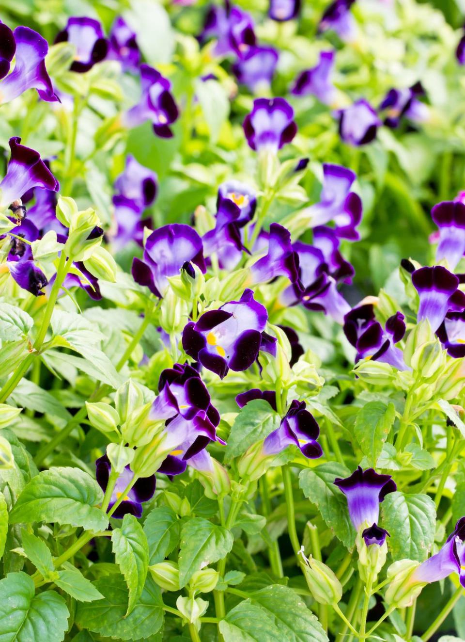 annual flowers torenia