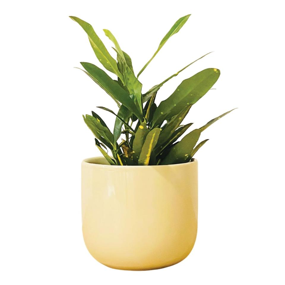 PALETTE POTS The Mug Small Glossy Ceramic Plant Pot