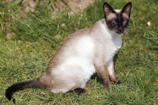 Siamese — Demanding But Devoted