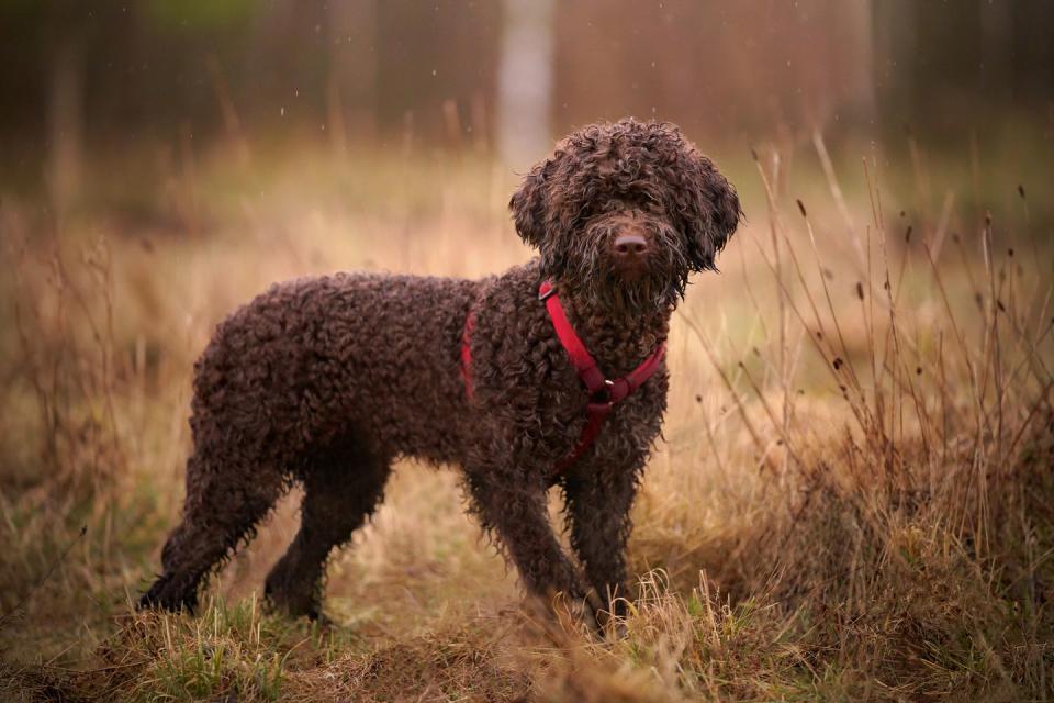 brown dog breeds lagotto romagnolo