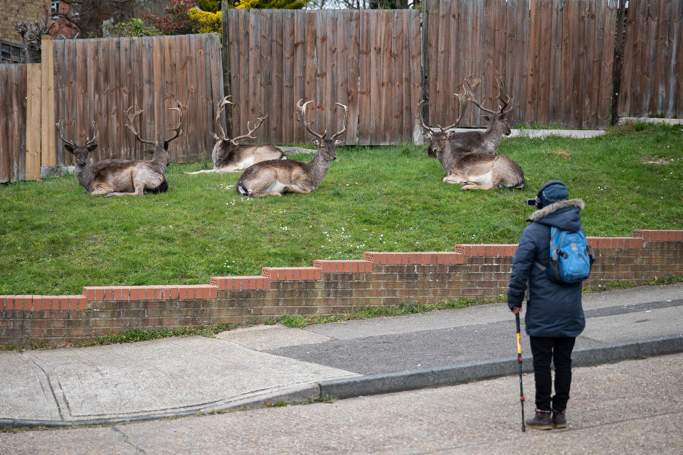 ROMFORD, ENGLAND - APRIL 02: A man stops to photograph the Fallow deer from Dagnam Park as they rest and graze on the grass outside homes on a housing estate in Harold Hill, near Romford on April 02, 2020 in Romford, England. The semi-urban deer are a regular sight in the area around the park but as the roads have become quieter due to the nationwide lockdown, the deer have staked a claim on new territories in the vicinity. The Coronavirus (COVID-19) pandemic has spread to many countries across the world, claiming over 40,000 lives and infecting hundreds of thousands more. (Photo by Leon Neal/Getty Images)