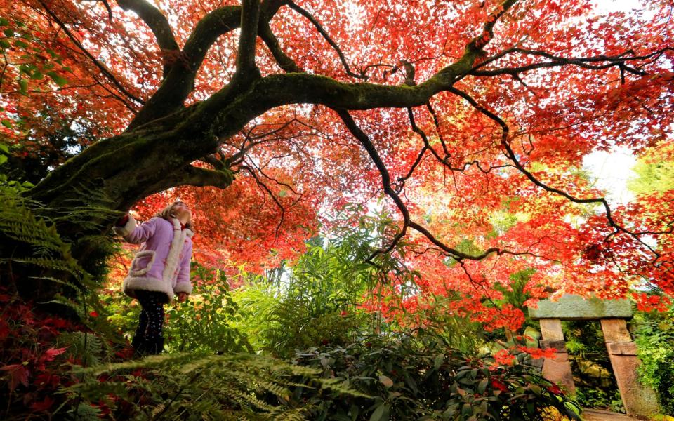 Japanese Maples, also known as Acers, will be in full colourful swing soon at The National Trust's Biddulph Grange Garden - Stop Press