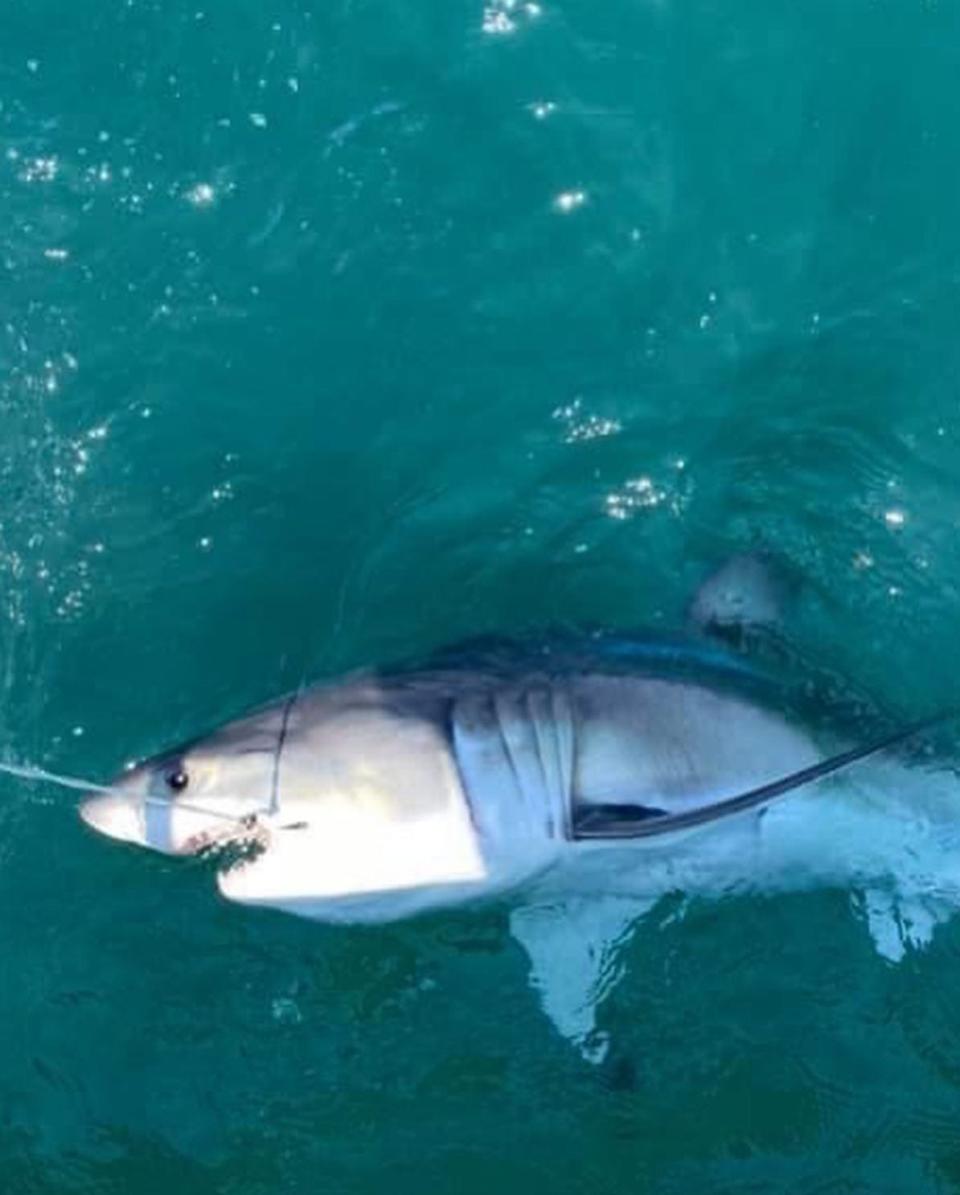 A great white shark that was caught and released by the crew of Reel Innovation on Sunday. The boat was a mile off the Seaside Heights coast.