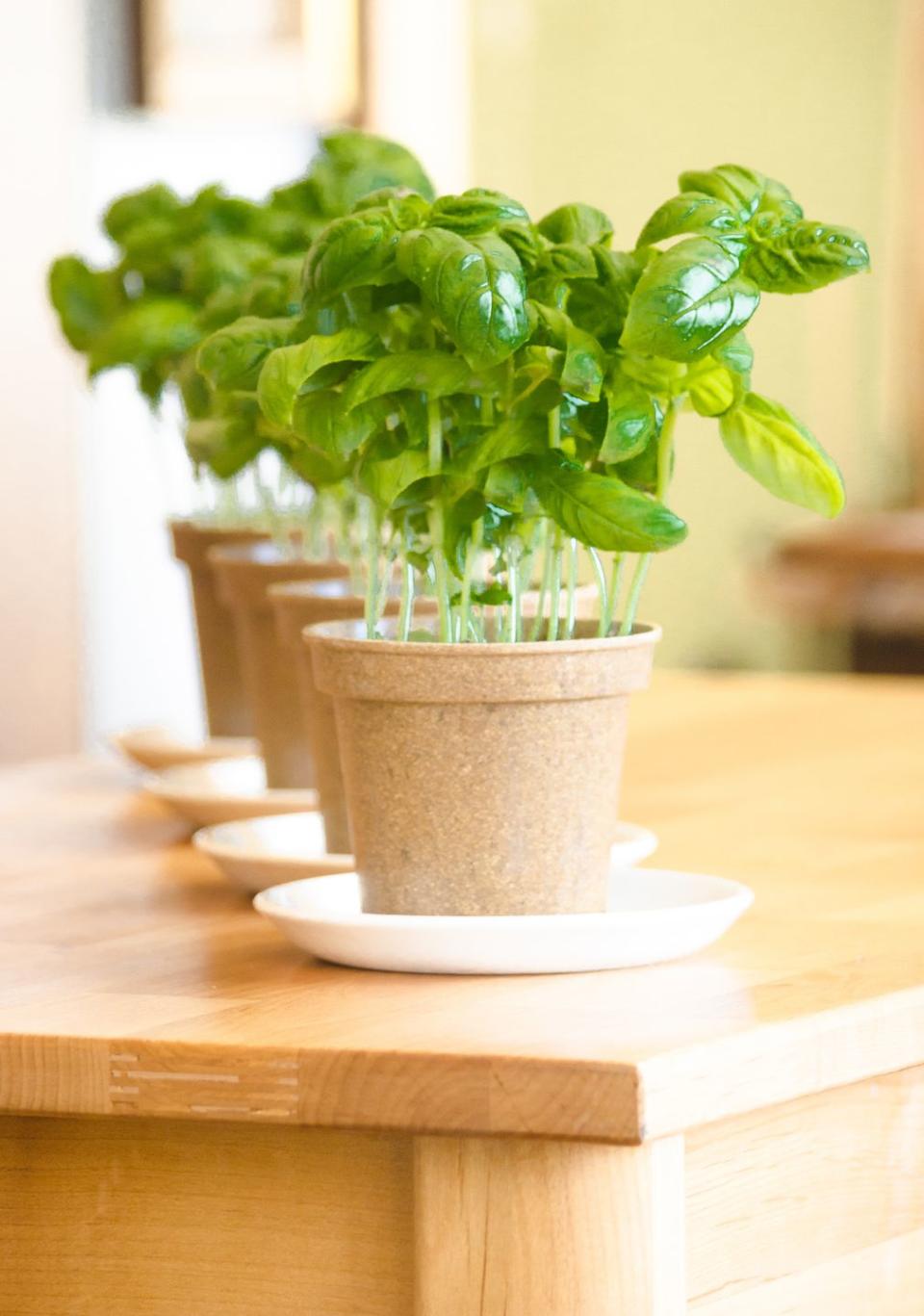 <p>If you want to keep those pesky flies and mosquitoes away then try keeping basil in your home. The herb has been used for pest control since ancient times, due to its strong aroma and oil. As a bonus, it also makes for a tasty garnish.</p><p><a rel="nofollow noopener" href="https://www.waitrosegarden.com/plants/_/mentha--piperita-f-citrata-basil/classid.2000012672/" target="_blank" data-ylk="slk:BUY NOW;elm:context_link;itc:0;sec:content-canvas" class="link ">BUY NOW</a></p>