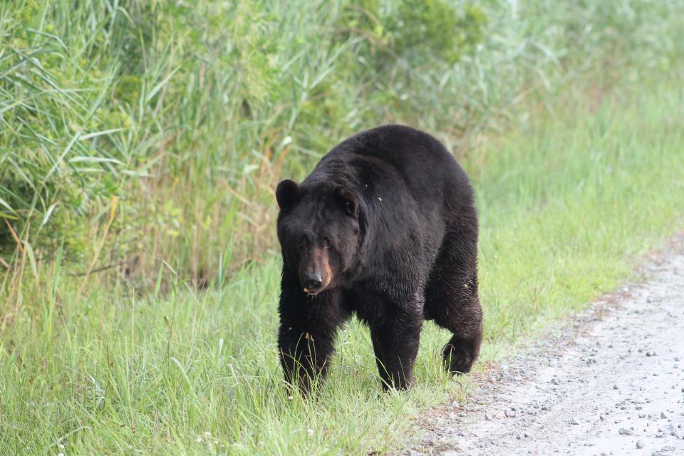 Around this time of year black bears are hit by cars more frequently. Wildlife sightings peak in late September through early to mid November, wildlife officials say.