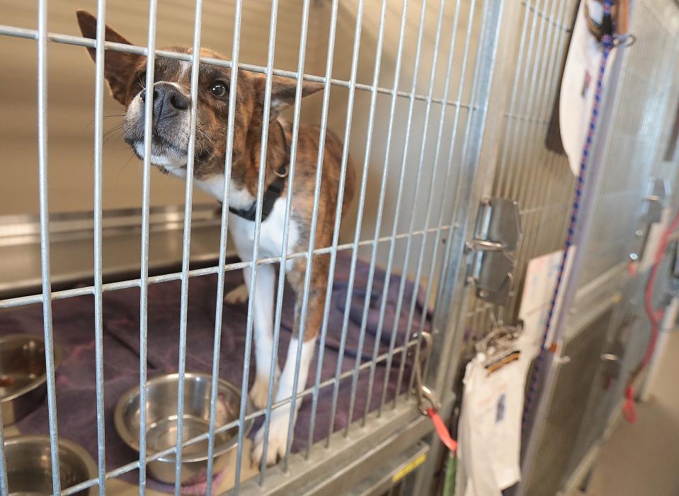 Smalls, a 1-year-old male, waits to be adopted at the Stark County dog warden facility. The county says it has too many dogs at the facility and is encouraging people to adopt.