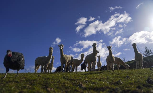 Alpacas guard turkeys on farm