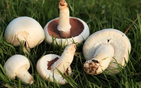 Field mushroom - Credit: John Wright