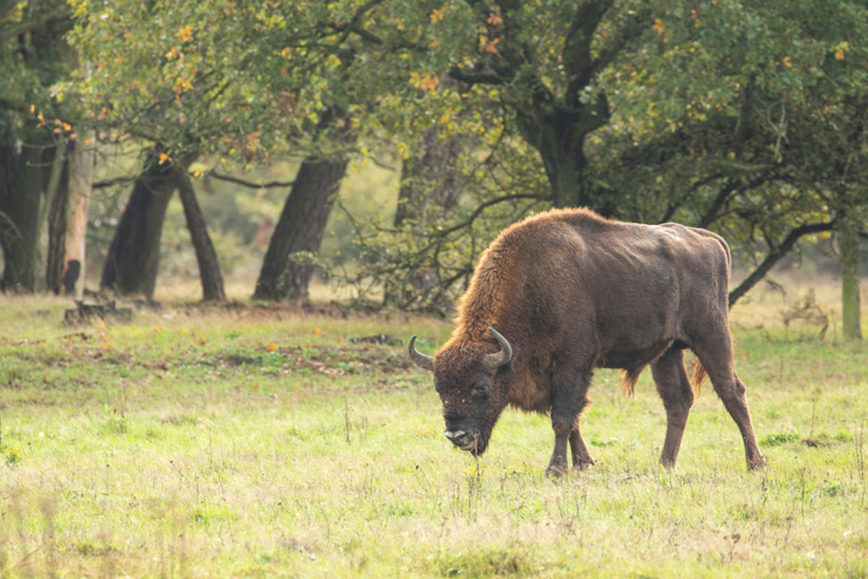 EMBARGOED TO 0001 FRIDAY JULY 10  ONE USE ONLY FOR USE ONLY IN CONNECTION WITH PA STORY ENVIRONMENT BISON Undated handout photo issued by Evan Bowen-Jones/Kent Wildlife Trust showing bison from the Maasthorst nature reserve in the Netherlands. Bison are being introduced to a British woodland in a project project led by Kent Wildlife Trust and the Wildwood Trust to restore ancient habitat and its wildlife, conservationists said.PA Photo. Issue date: Thursday July 9, 2020. See PA story ENVIRONMENT Bison. Photo credit should read: Evan Bowen-Jones/Kent Wildlife Trust/PA Wire  NOTE TO EDITORS: This handout photo may only be used in for editorial reporting purposes for the contemporaneous illustration of events, things or the people in the image or facts mentioned in the caption. Reuse of the picture may require further permission from the copyright holder. 