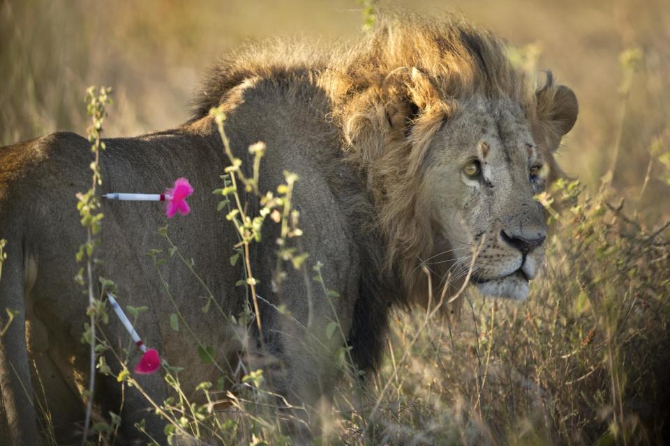 In this photo taken Saturday, Jan. 25, 2014, a male lion walks shortly after being shot with tranquilizer darts, in order to fit a GPS-tracking collar, by a team led by the Kenya Wildlife Service (KWS) in Nairobi National Park in Kenya. Kenyan wildlife authorities are fitting livestock-raiding lions with a GPS collar that alerts rangers by text message when the predators venture out of Nairobi National Park, enabling the rangers to quickly move to the areas where the lions have encroached and return the animals to the park. (AP Photo/Ben Curtis)