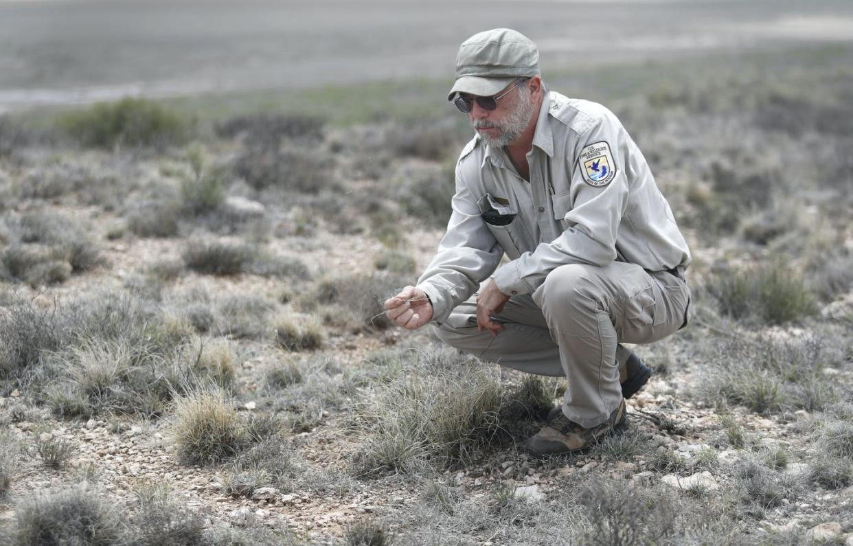 <span class="caption">Farmers in some regions are being encouraged to preserve and establish grasslands that can survive drought and protect the soil.</span> <span class="attribution"><a class="link " href="https://newsroom.ap.org/detail/AquiferDepletionDustBowl/8a21df0f3f4f46c3a513ada5b49c63b7/photo" rel="nofollow noopener" target="_blank" data-ylk="slk:AP Photo/Mark Rogers;elm:context_link;itc:0;sec:content-canvas">AP Photo/Mark Rogers</a></span>