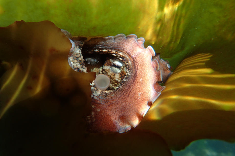 The octopus hides in kelp. (Craig Foster / Copyright The Sea Change Project)