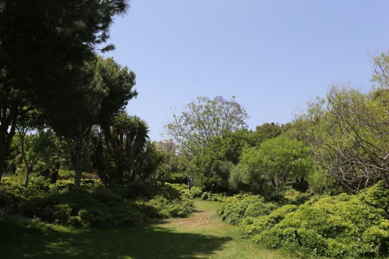 A partial view of the forest in the Lebanese capital, Beirut, covering 30 hectares (74 acres), which for 20 years has been de facto off-limits to Lebanese