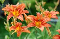 <p>The striking flowers on these beautiful blooms are not our focus here, it's the fury stem that makes it hard for slugs to grip.</p><p><a class="link " href="https://go.redirectingat.com?id=127X1599956&url=https%3A%2F%2Fwww.crocus.co.uk%2Fplants%2F_%2Fhemerocallis-lilioasphodelus%2Fclassid.2933%2F&sref=https%3A%2F%2Fwww.housebeautiful.com%2Fuk%2Fgarden%2Fg22065624%2Fplants-deter-slugs-garden%2F" rel="nofollow noopener" target="_blank" data-ylk="slk:BUY NOW;elm:context_link;itc:0;sec:content-canvas">BUY NOW</a></p>