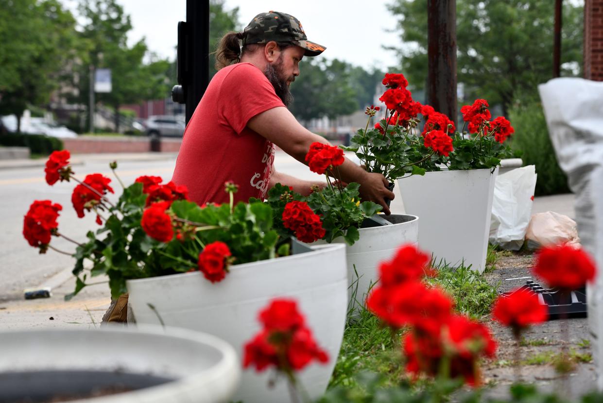 Don't worry if your geraniums aren't blooming right now. They are simply waiting for Cincinnati's summer heat to kick in.