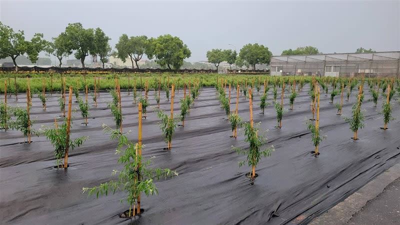 山陀兒颱風預料會為東部帶來風雨，農業部提供幾項建議供農友參考。（圖／翻攝畫面）