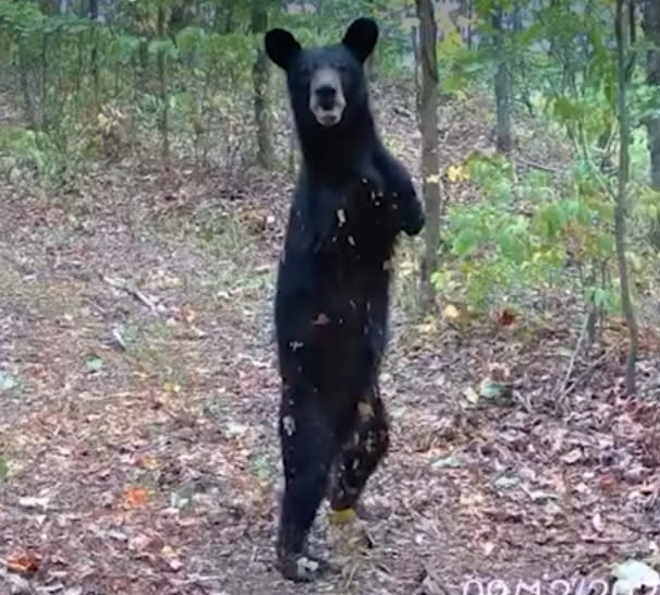 The bi-pedal bear is believed to be about eight years old, according to people who have seen it. USA Today