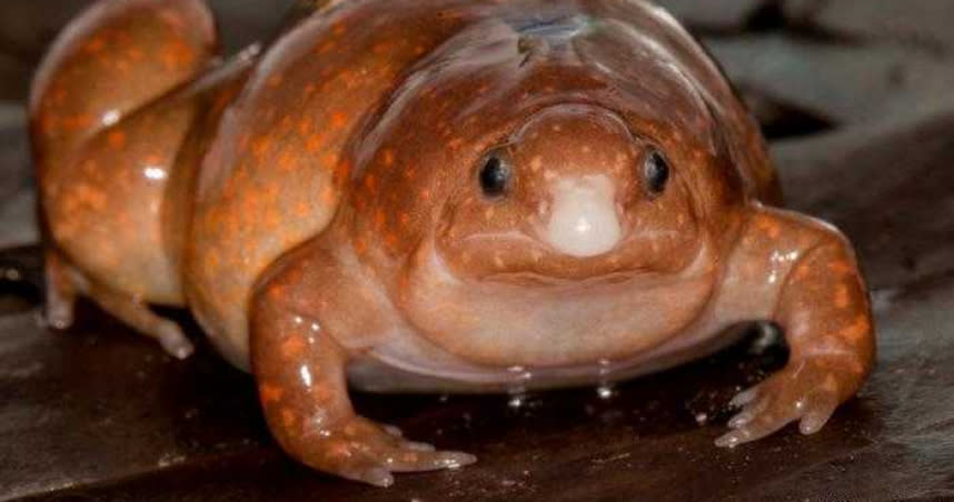兩棲動物和爬行動物專家發現的「殭屍蛙」並非真的不死生物，而是因其特殊外表與習性而得名。（圖／翻攝自臉書／Antoine Fouquet）