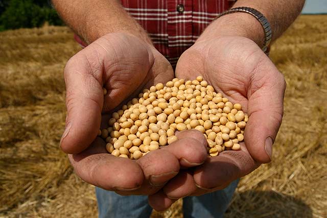 Soybean seeds 
(Photo: The Columbus Dispatch)