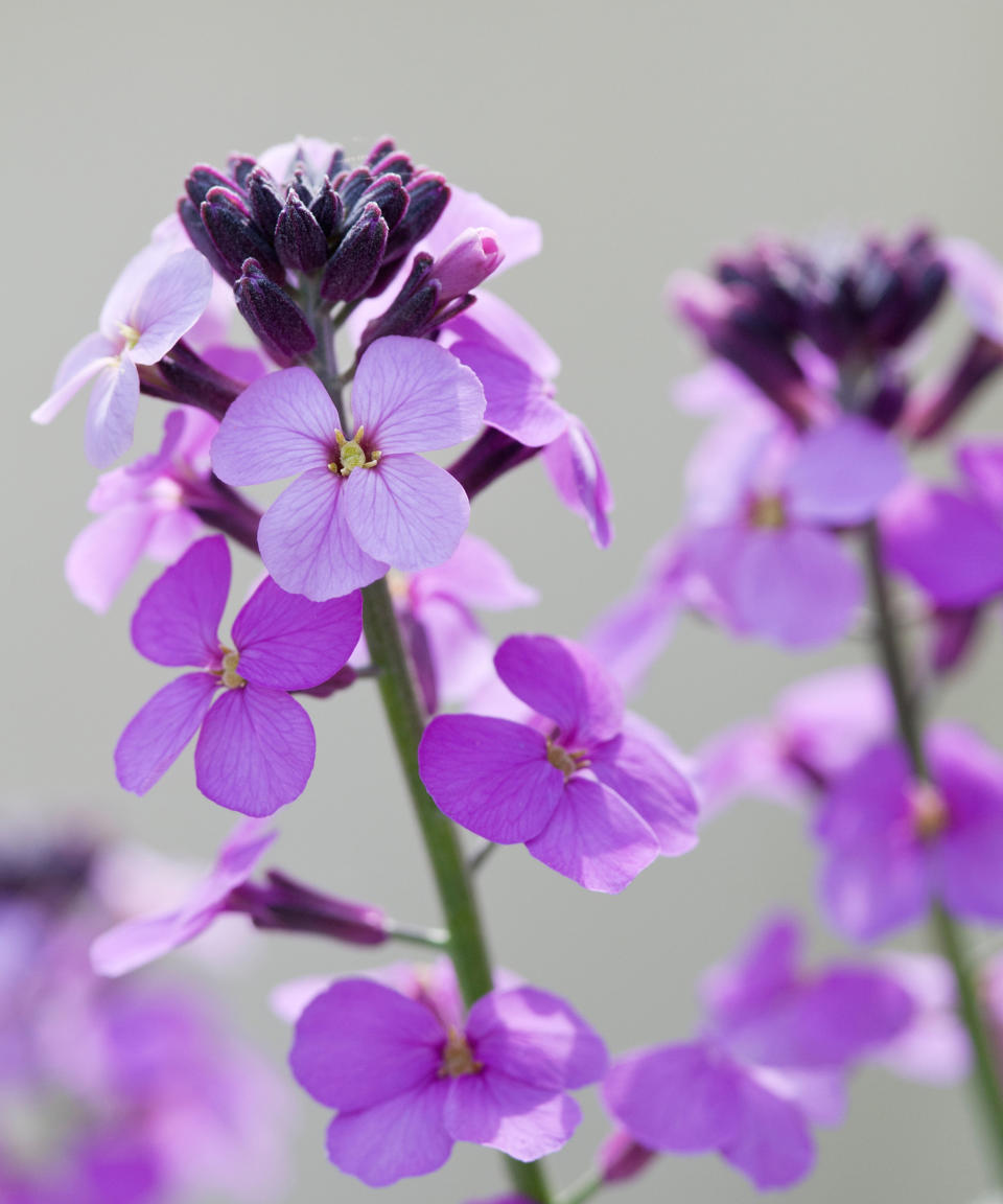 14. Erysimum 'Bowles' Mauve'