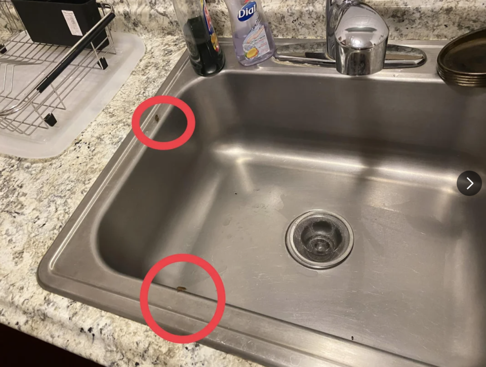 A sink with cockroaches