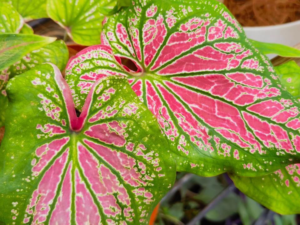 how to grow caladiums heart of jesus angel's wings caladium w raindrops