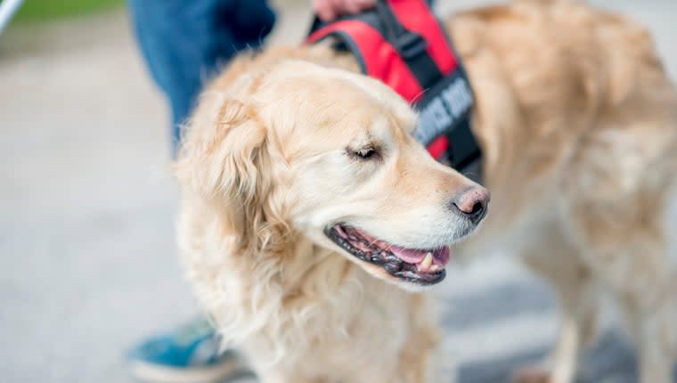 Assistance Dogs Helping Non-Verbal Autistic Children in Australia