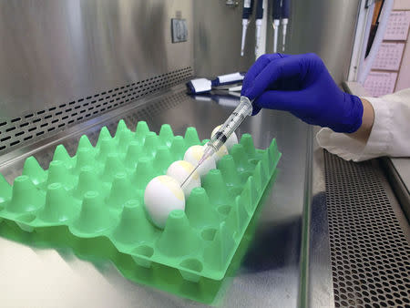 FILE PHOTO: The Avian influenza virus is harvested from a chicken egg as part of a diagnostic process in this undated U.S. Department of Agriculture (USDA) handout image. Erica Spackman/USDA/Handout/File Photo via REUTERS