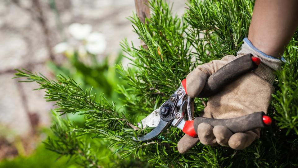  Rosemary bush being pruned using pruning shears 